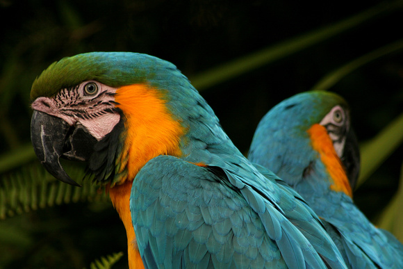 The Blue-and-Yellow Macaw