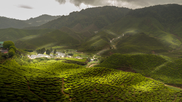 Cameron Highlands